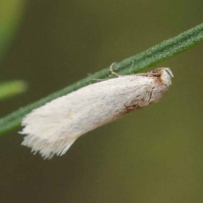 Oecophoridae (family) (Unidentified Oecophorid concealer moth) at Dryandra St Woodland - 9 Dec 2023 by ConBoekel