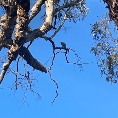 Callocephalon fimbriatum (Gang-gang Cockatoo) at Bruce Ridge to Gossan Hill - 11 Dec 2023 by JVR