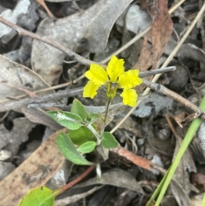 Goodenia hederacea subsp. hederacea at Bruce Ridge to Gossan Hill - 11 Dec 2023 07:05 PM