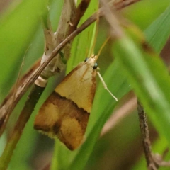 Crocanthes prasinopis (A Curved -horn moth) at Dryandra St Woodland - 9 Dec 2023 by ConBoekel