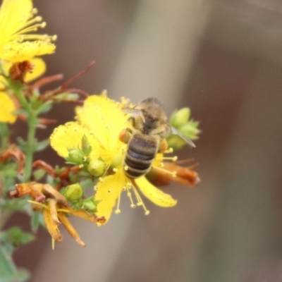 Apis mellifera (European honey bee) at Mulanggari NR (MUL_11) - 8 Dec 2023 by HappyWanderer