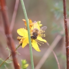 Apis mellifera at Mulanggari NR (MUL_11) - 9 Dec 2023