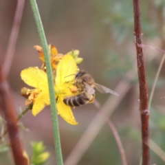 Apis mellifera at Mulanggari NR (MUL_11) - 9 Dec 2023