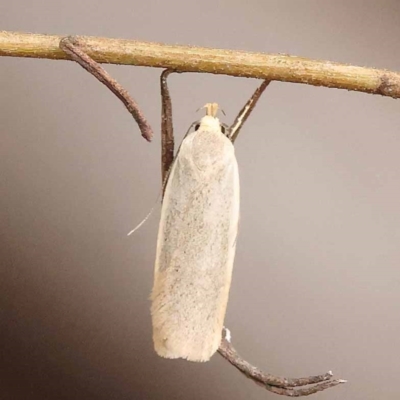 Telocharacta (genus) (A Concealer moth (Philobota Group)) at Dryandra St Woodland - 10 Dec 2023 by ConBoekel