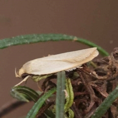 Telocharacta (genus) at Dryandra St Woodland - 10 Dec 2023 10:12 AM