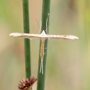 Platyptilia celidotus at Dryandra St Woodland - 10 Dec 2023 11:23 AM