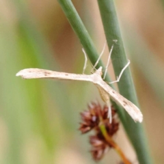 Platyptilia celidotus at Dryandra St Woodland - 10 Dec 2023 11:23 AM