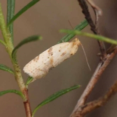 Merophyas divulsana (Lucerne Leafroller) at Dryandra St Woodland - 9 Dec 2023 by ConBoekel