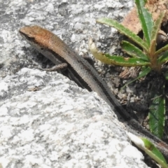 Lampropholis guichenoti (Common Garden Skink) at Namadgi National Park - 11 Dec 2023 by JohnBundock