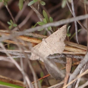 Taxeotis (genus) at Dryandra St Woodland - 10 Dec 2023