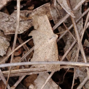 Taxeotis (genus) at Dryandra St Woodland - 10 Dec 2023 10:52 AM