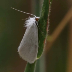 Tipanaea patulella (The White Crambid moth) at Dryandra St Woodland - 10 Dec 2023 by ConBoekel