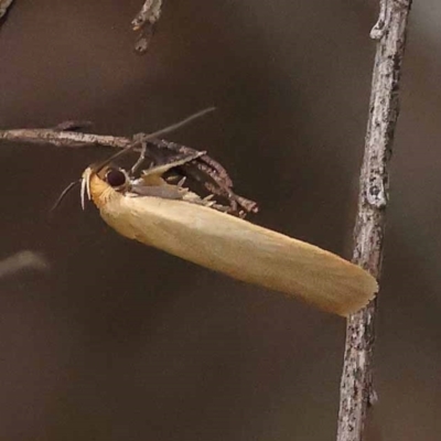 Telocharacta (genus) (A Concealer moth (Philobota Group)) at Dryandra St Woodland - 9 Dec 2023 by ConBoekel