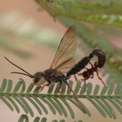Thynninae (subfamily) (Smooth flower wasp) at Dryandra St Woodland - 9 Dec 2023 by ConBoekel