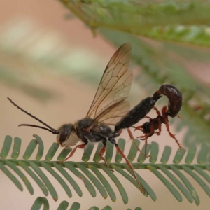 Thynninae (subfamily) at Dryandra St Woodland - 10 Dec 2023 10:57 AM