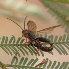 Thynninae (subfamily) at Dryandra St Woodland - 10 Dec 2023 10:57 AM