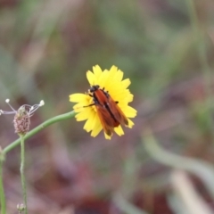 Pelecorhynchus fulvus (Orange cap-nosed fly) at Mulanggari Grasslands - 8 Dec 2023 by HappyWanderer