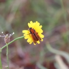 Pelecorhynchus fulvus (Orange cap-nosed fly) at Mulanggari Grasslands - 9 Dec 2023 by HappyWanderer