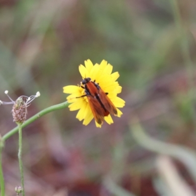 Pelecorhynchus fulvus (Orange cap-nosed fly) at Mulanggari Grasslands - 8 Dec 2023 by HappyWanderer