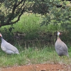 Numida meleagris (Helmeted Guineafowl) at Queanbeyan West, NSW - 11 Dec 2023 by Jiggy