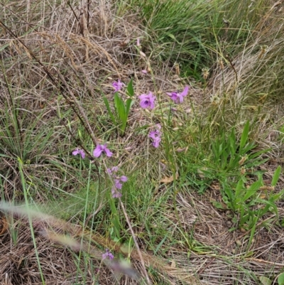 Arthropodium fimbriatum (Nodding Chocolate Lily) at Saint Marks Grassland - Barton ACT - 11 Dec 2023 by Jiggy