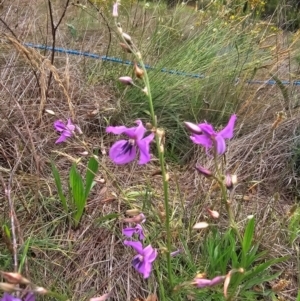 Arthropodium fimbriatum at Saint Marks Grassland - Barton ACT - 11 Dec 2023 12:25 PM