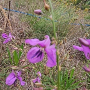 Arthropodium fimbriatum at Saint Marks Grassland - Barton ACT - 11 Dec 2023 12:25 PM