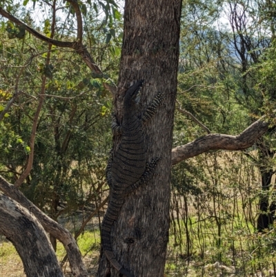 Varanus varius (Lace Monitor) at Burrinjuck, NSW - 11 Dec 2023 by Bidge