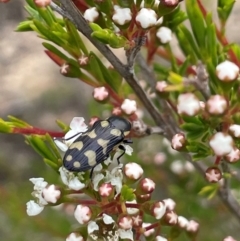 Castiarina octospilota (A Jewel Beetle) at Bendoura, NSW - 10 Dec 2023 by JaneR