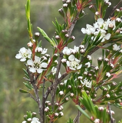 Kunzea ericoides (Burgan) at Bendoura, NSW - 10 Dec 2023 by JaneR
