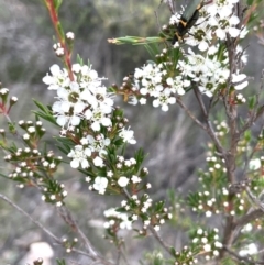 Kunzea ericoides at QPRC LGA - 10 Dec 2023