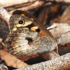 Geitoneura klugii (Marbled Xenica) at Gibraltar Pines - 11 Dec 2023 by JohnBundock