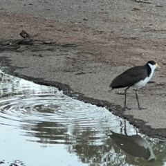 Vanellus miles (Masked Lapwing) at Sullivans Creek, Turner - 11 Dec 2023 by JimL