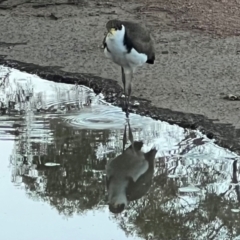 Vanellus miles at Sullivans Creek, Turner - 11 Dec 2023 08:01 PM