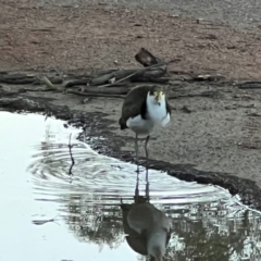 Vanellus miles at Sullivans Creek, Turner - 11 Dec 2023 08:01 PM