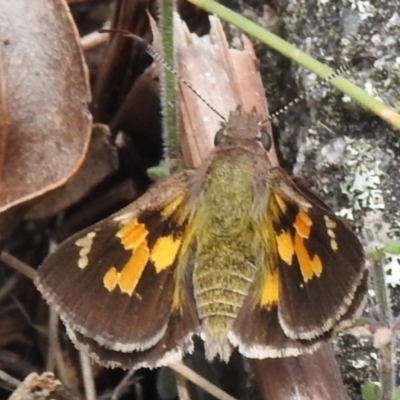 Trapezites phigalioides (Montane Ochre) at Namadgi National Park - 11 Dec 2023 by JohnBundock