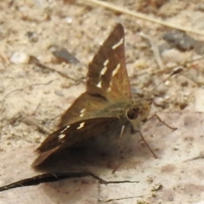 Pasma tasmanica (Two-spotted Grass-skipper) at Cotter River, ACT - 11 Dec 2023 by JohnBundock