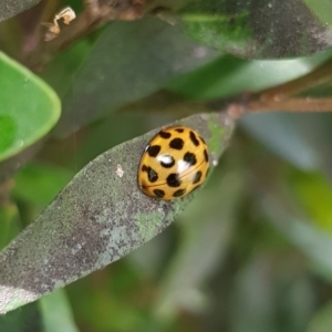 Harmonia conformis at Gungahlin, ACT - 7 Dec 2023