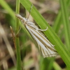 Hednota species near grammellus (Pyralid or snout moth) at Namadgi National Park - 11 Dec 2023 by JohnBundock