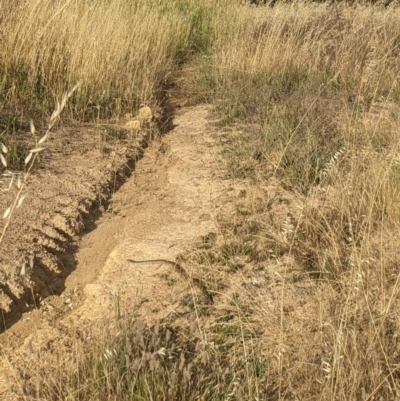 Pseudonaja textilis (Eastern Brown Snake) at Bookham, NSW - 8 Dec 2023 by Bidge