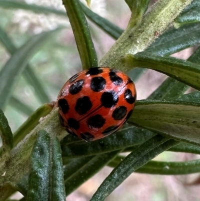 Harmonia conformis (Common Spotted Ladybird) at Mount Ainslie - 10 Dec 2023 by Pirom