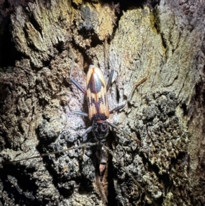 Phoracantha tricuspis at Mount Ainslie - 9 Dec 2023