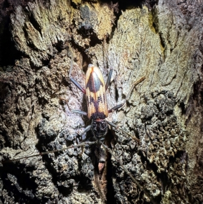 Phoracantha tricuspis (Longhorn Beetle) at Mount Ainslie - 9 Dec 2023 by Pirom