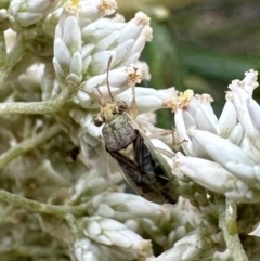 Germalus victoriae (A seed bug) at Majura, ACT - 10 Dec 2023 by Pirom