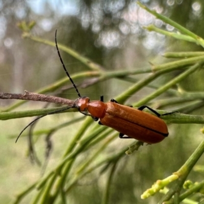 Zonitis sp. (genus) (Oil beetle) at Mount Ainslie - 10 Dec 2023 by Pirom