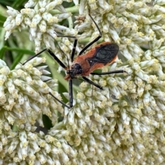Gminatus australis (Orange assassin bug) at Majura, ACT - 10 Dec 2023 by Pirom