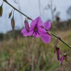 Arthropodium fimbriatum (Nodding Chocolate Lily) at Tuggeranong Hill - 10 Dec 2023 by VeraKurz