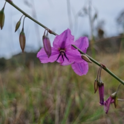 Arthropodium fimbriatum (Nodding Chocolate Lily) at Tuggeranong Hill - 11 Dec 2023 by VeraKurz