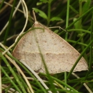 Epidesmia hypenaria at Namadgi National Park - 11 Dec 2023