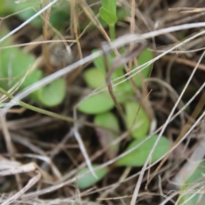 Tolpis barbata at Lawson, ACT - 7 Dec 2023